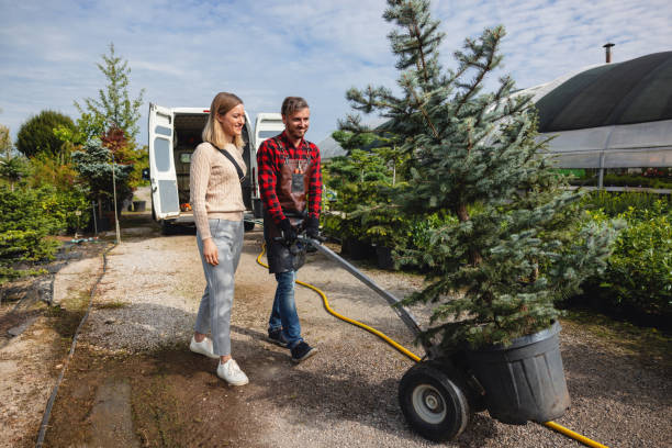 Best Dead Tree Removal  in Taylor Creek, OH